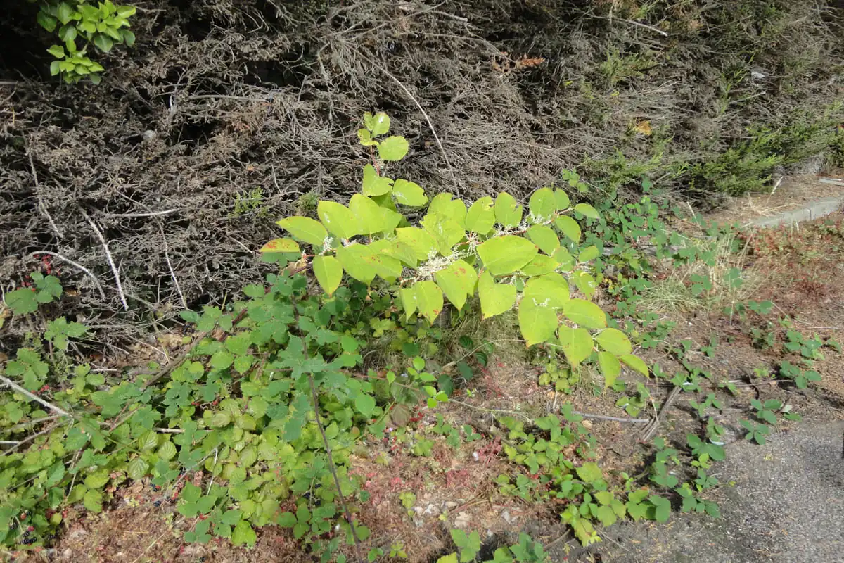 Japanese Knotweed shoot emerging beneath the conifer boundary hedge at Station Road Car Park, Hoveton