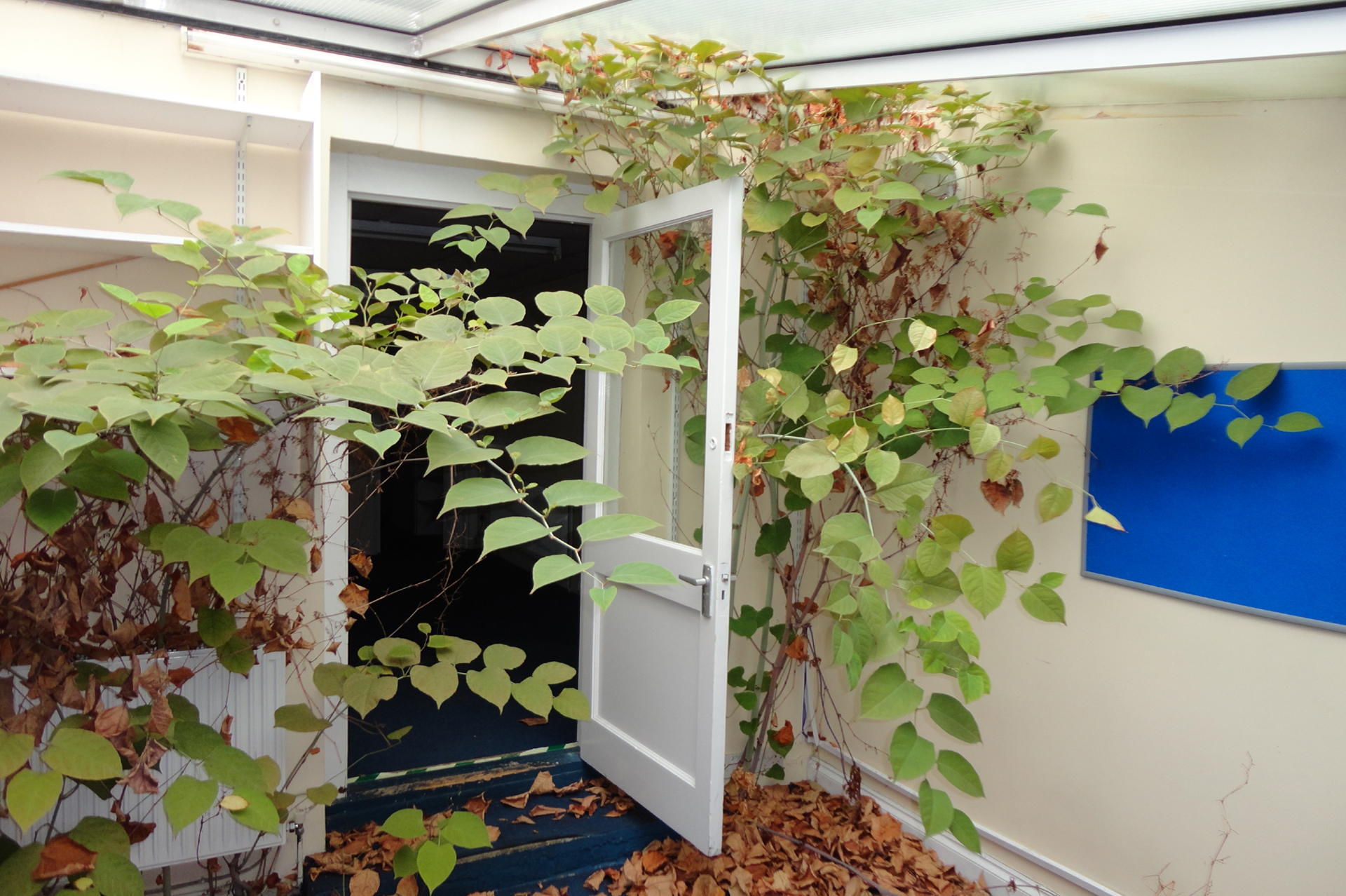 Japanese Knotweed Control